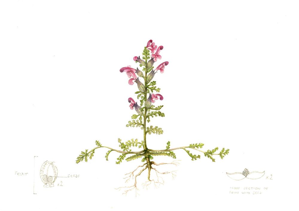 Pedicularis sylvatica